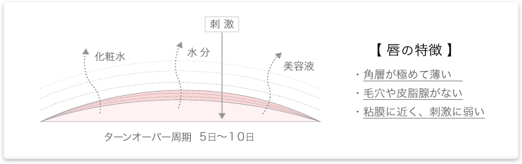 唇は構造が粘膜に近く、美容成分が滞留しづらい。